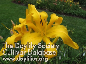 Daylily Miss Goldie Gold Digger